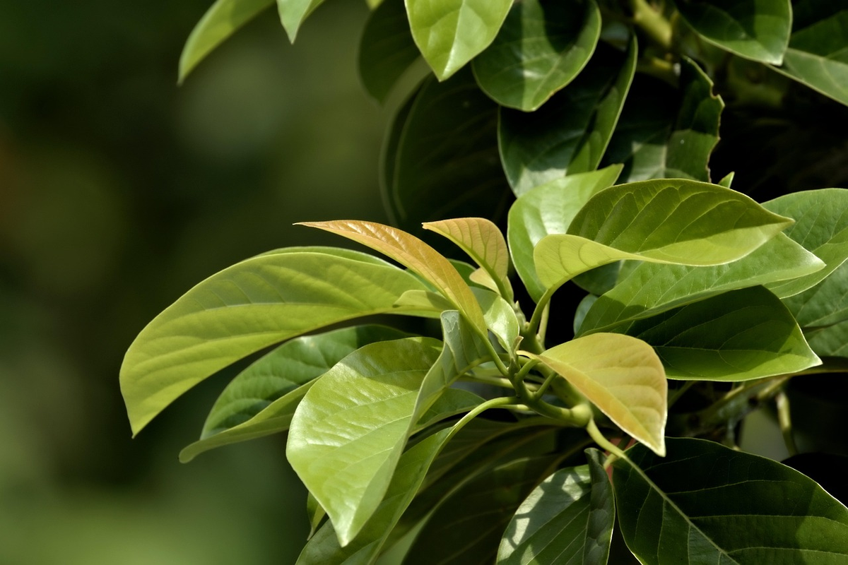 A vibrant, stylized plant with robust roots anchored in a foundation of abstract financial data and symbols, while its branches steadily bear luminous, growing currency-shaped leaves, embodying passive income and long-term investment growth.